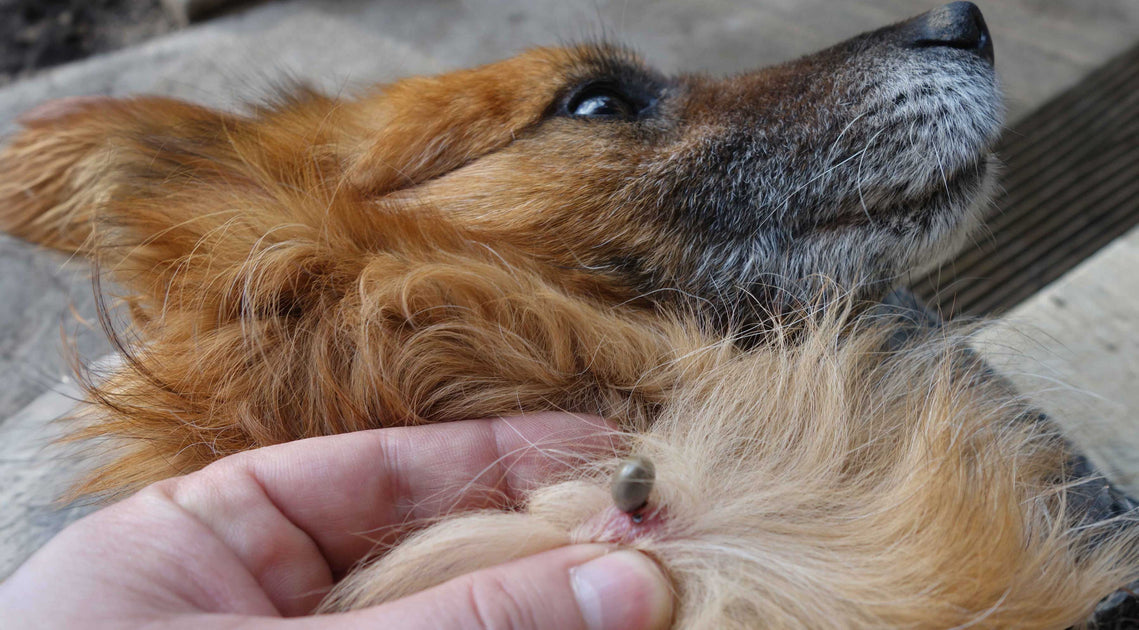 HOW TO KEEP YOUR DOG SAFE FROM TICKS Mountain Wild Pet