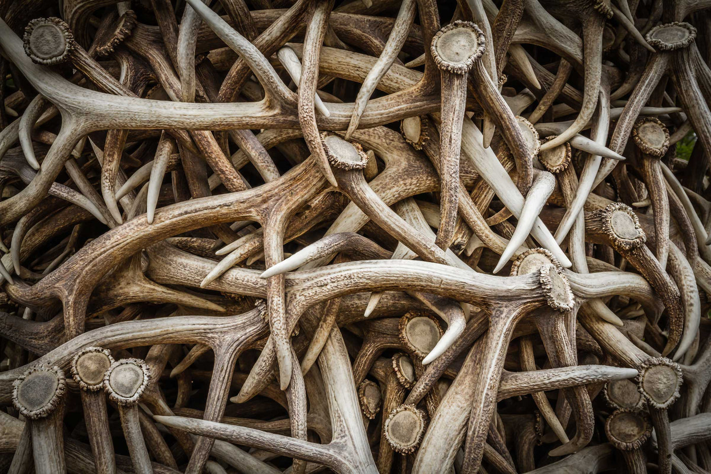 Wild Antler Chews