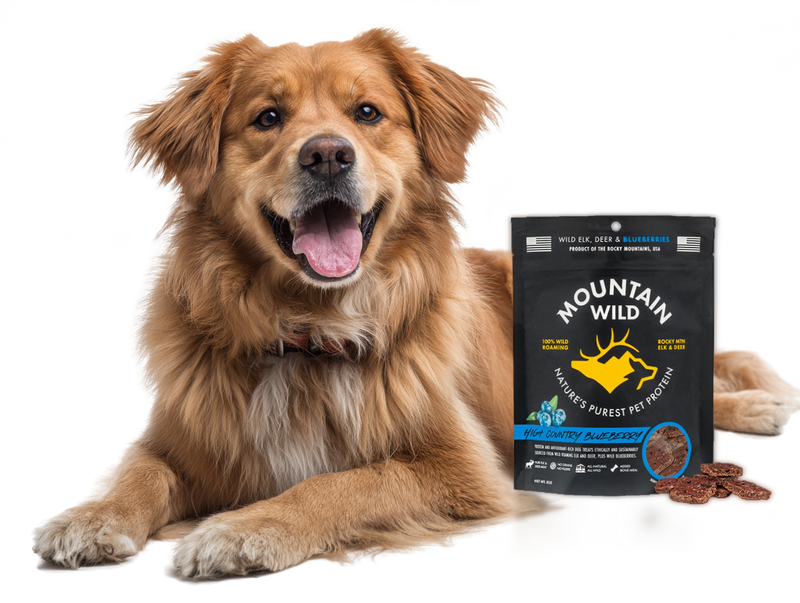 Happy dog